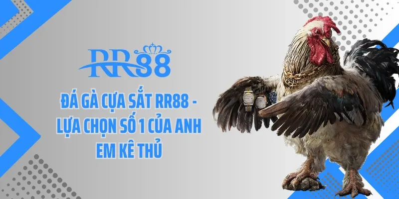 Đá Gà Cựa Sắt Rr88 – Lựa Chọn Số 1 Của Anh Em Kê Thủ