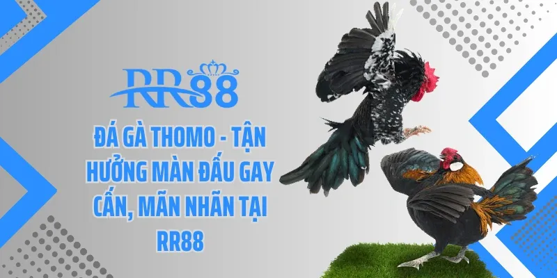 Đá Gà Thomo - Tận Hưởng Màn Đấu Gay Cấn, Mãn Nhãn Tai Rr88
