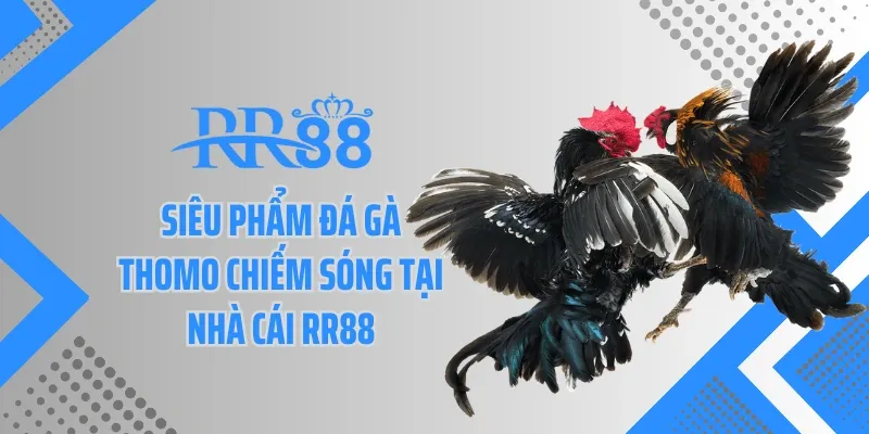 Siêu phẩm đá gà Thomo chiếm sóng tại nhà cái RR88