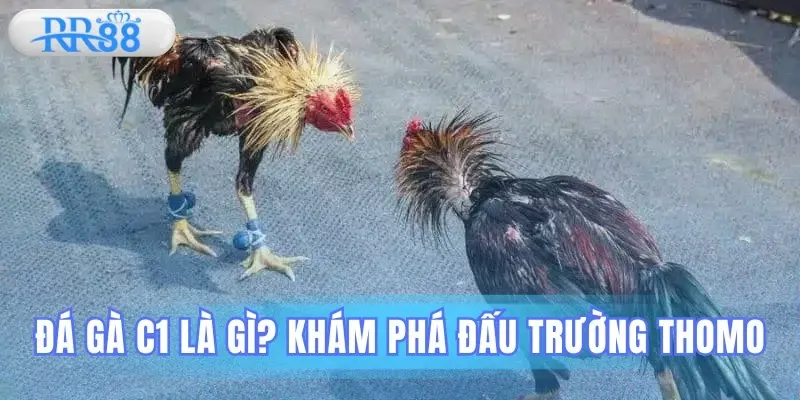 Giới thiệu về đá gà c1