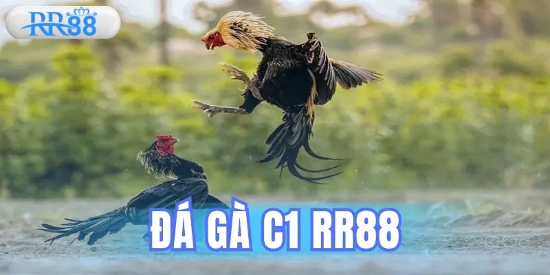 Trực Tiếp Đá Gà C1 – Kèo Cược Mỗi Ngày, Rút Tiền Nhanh Gọn